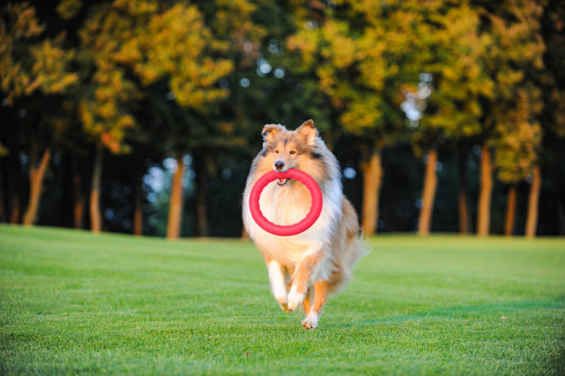 Кільце для апортировки Collar PitchDog 20, червоне (62377) 3