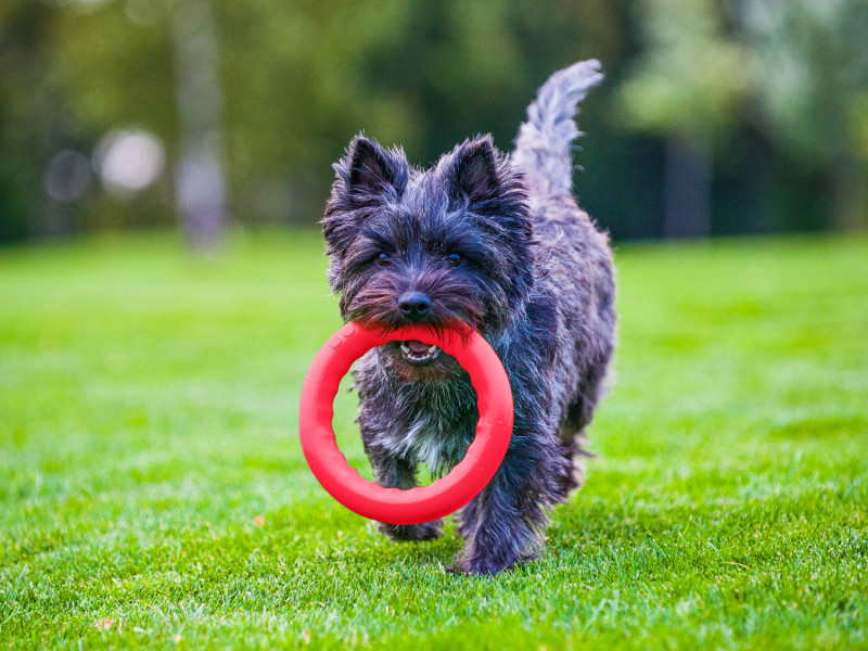 Кільце для апортировки Collar PitchDog 20, червоне (62377) 10