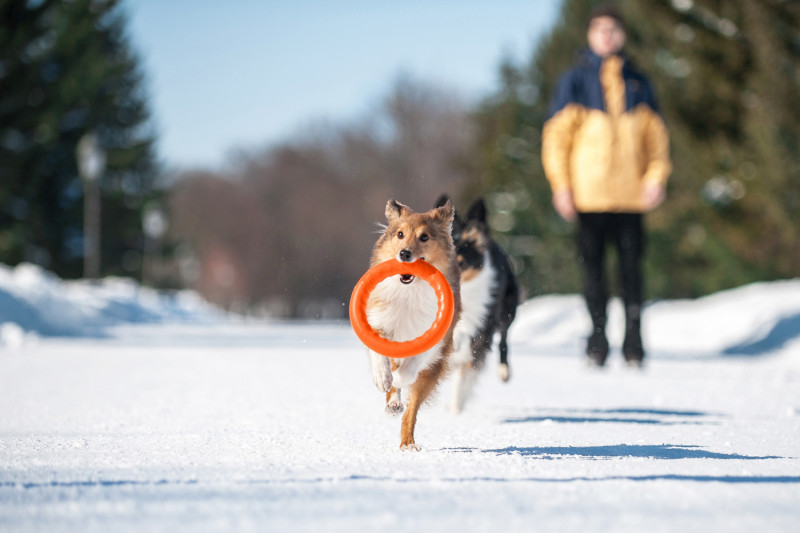 Кільце для апортировки Collar PitchDog 30, помаранчеве (62384) 5