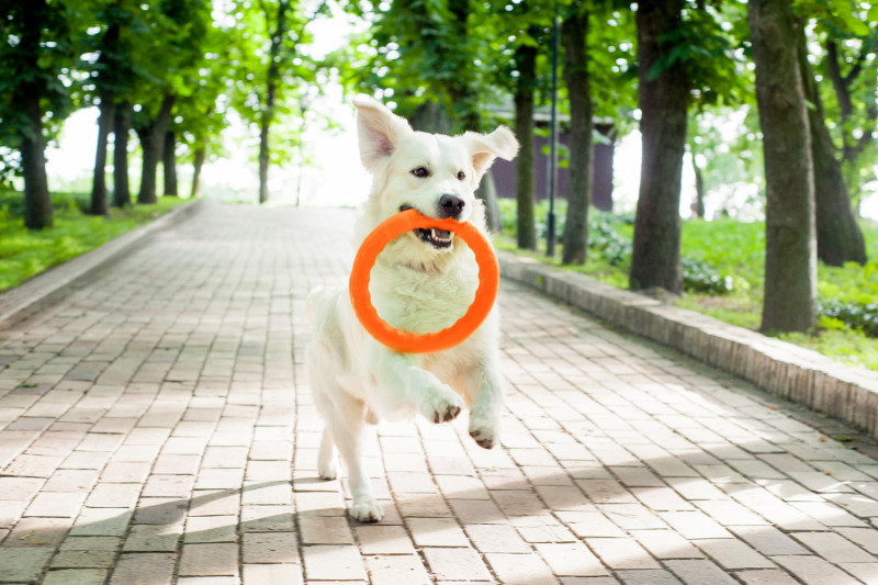 Кільце для апортировки Collar PitchDog 30, помаранчеве (62384) 3