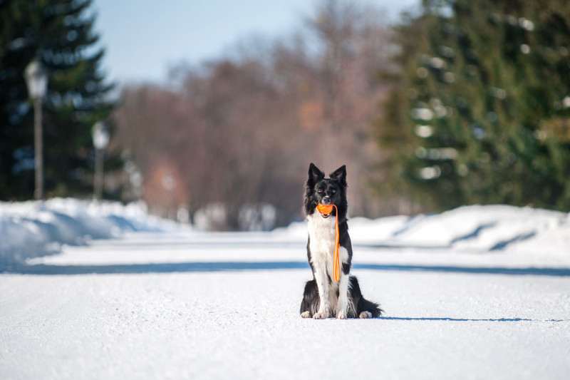 М'ячик Collar Liker Line на стрічці, діаметр 7 см (6287) 5