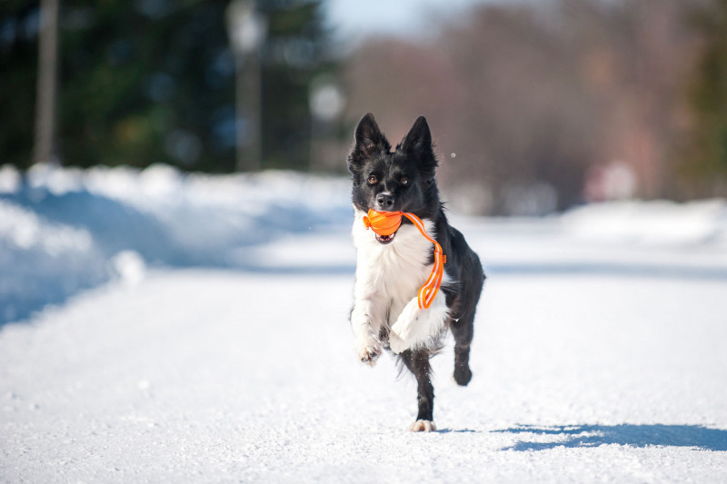 М'ячик Collar Liker Line на стрічці, діаметр 9 см (6288) 5