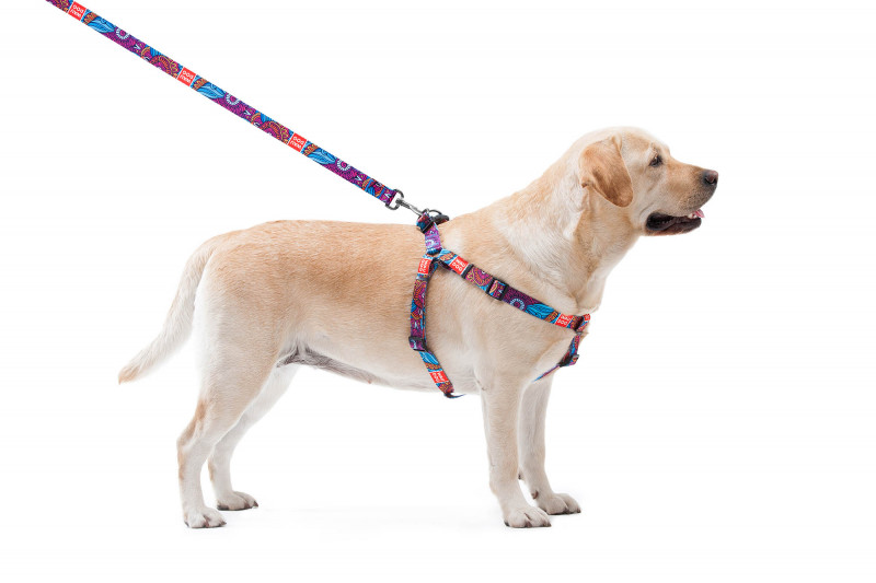 Шлея для собак WAUDOG Nylon c QR паспортом, малюнок Літо, 20 мм / 50-80 см, Collar (4619) 4