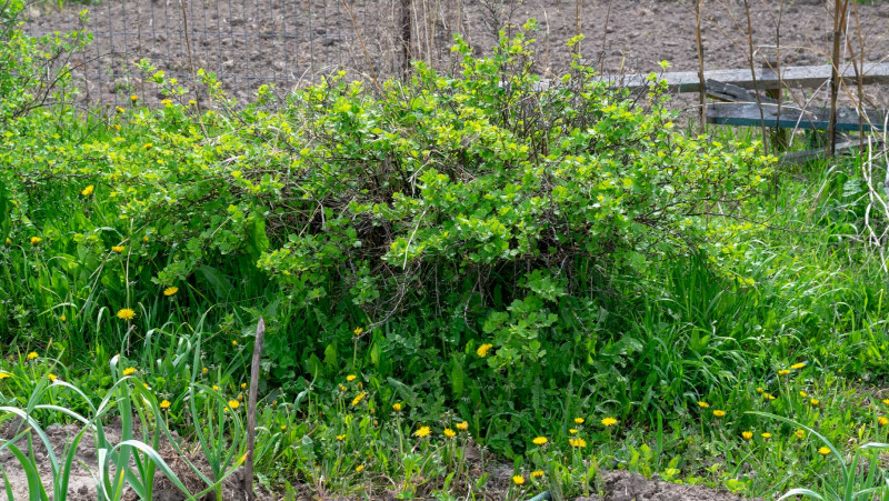 Гербицид послевсходовый Мастак 100 мл, Ukravit 2