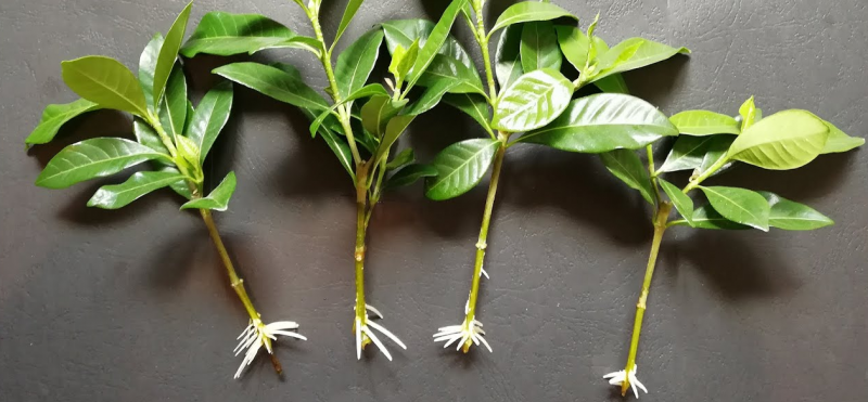 Стимулятор росту-укоренітеля Grandis (Грандіс), Швидка допомога, 100 г 6