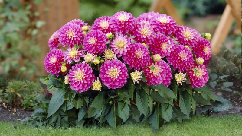 Органічне добриво Мультимікс Bio від пожовтіння, для троянд і квітучих рослин ТМ Reanimator, 250 г 3