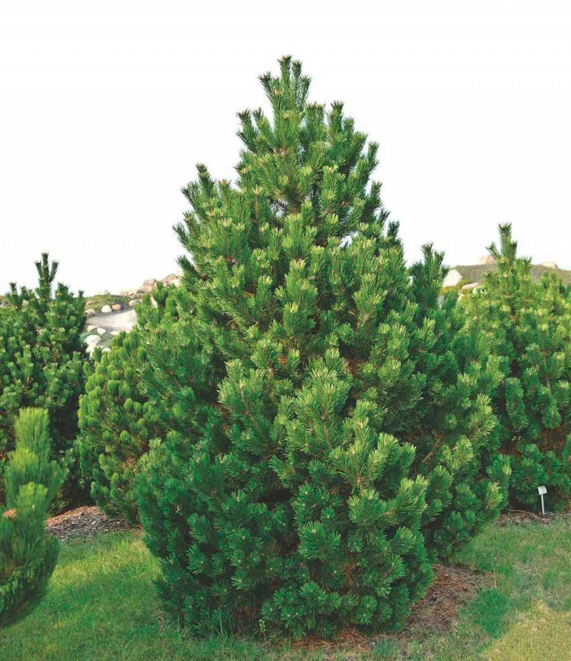 Добриво Хелатін Хвоя з мікроелементами, Кіссон, 50 мл 2