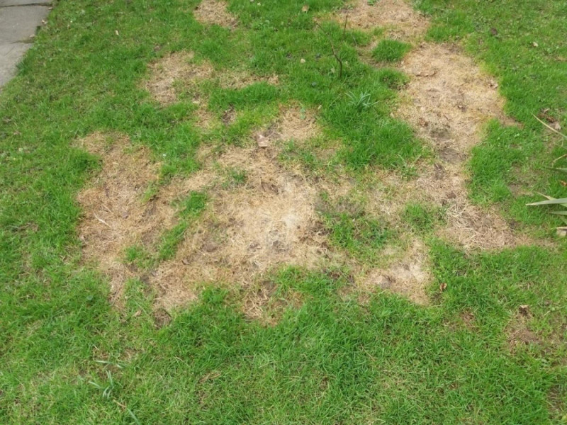 Газонная трава Grow Быстрый ремонт, Jacklin Seeds, 1 кг 2