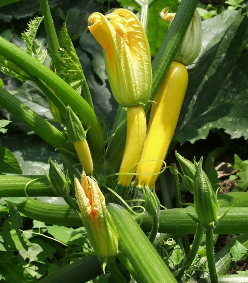 Насіння кабачка Мері Голд F1, 5 шт, Dorsing Seeds, США, Насіння Pro seeds 2