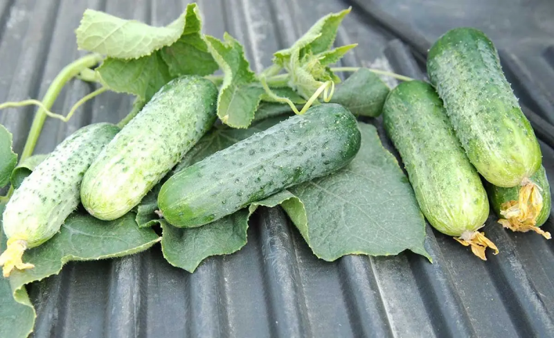 Насіння огірка Авенсіс F1, 10 шт, Nong Woo Bio, Південна Корея, Насіння Pro seeds 3