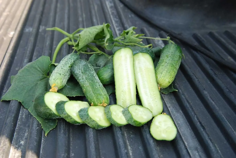 Насіння огірка Авенсіс F1, 10 шт, Nong Woo Bio, Південна Корея, Насіння Pro seeds 5