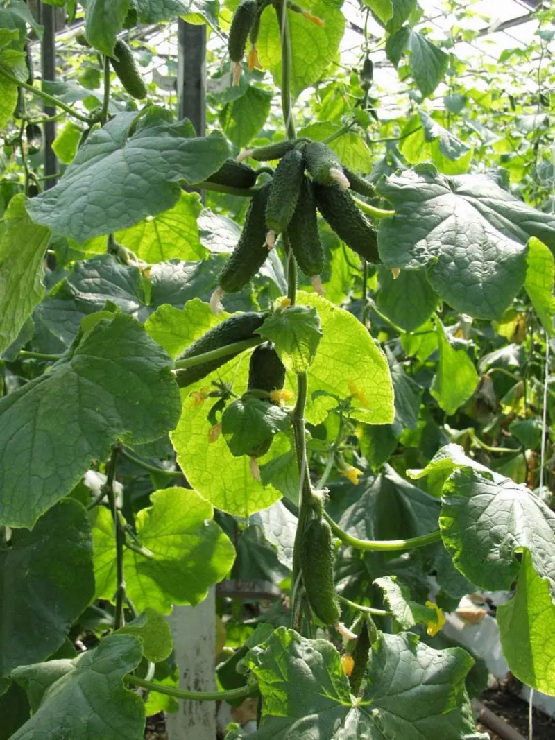 Насіння огірка Амант F1, 10 шт, Bejo, Голландія, Насіння Pro seeds 2