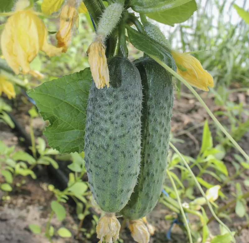 Насіння огірка Грін Пік F1, 10 шт, Насіння Pro seeds 2