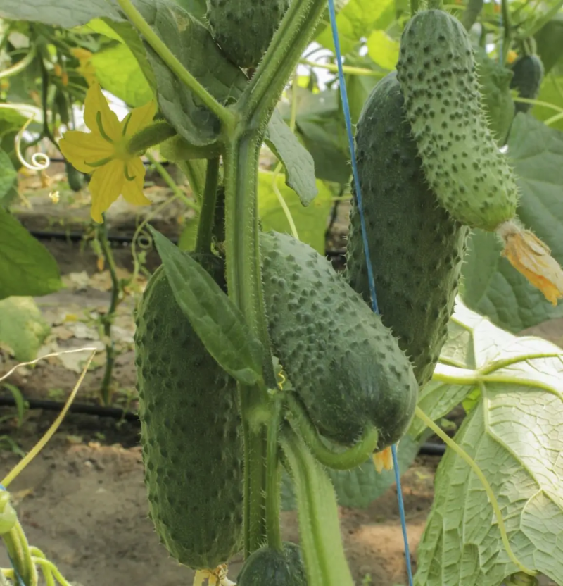 Насіння огірка Грін Пік F1, 10 шт, Насіння Pro seeds 4