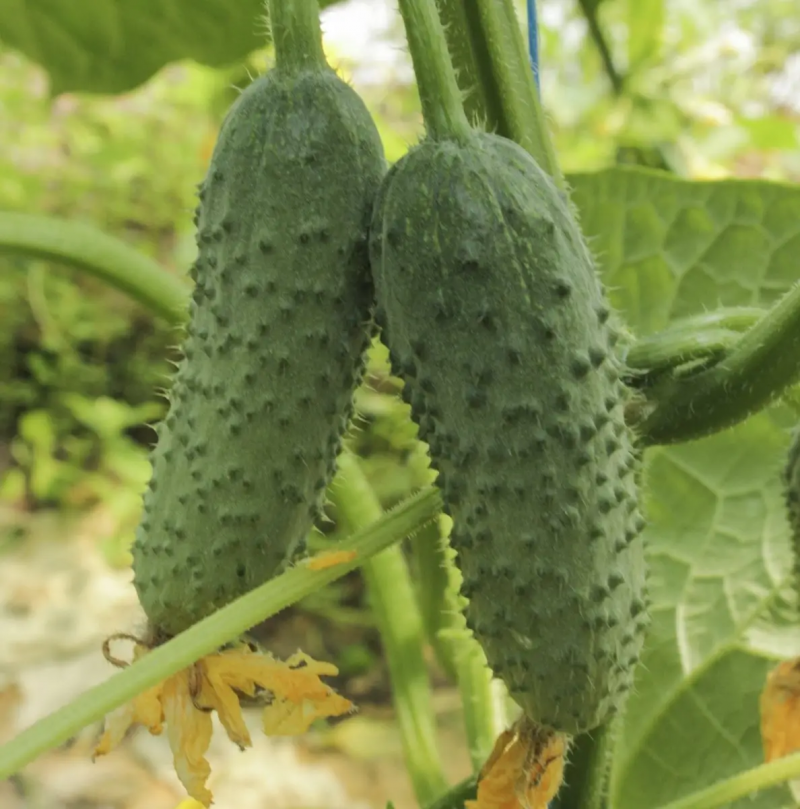 Насіння огірка Грін Пік F1, 10 шт, Насіння Pro seeds 3