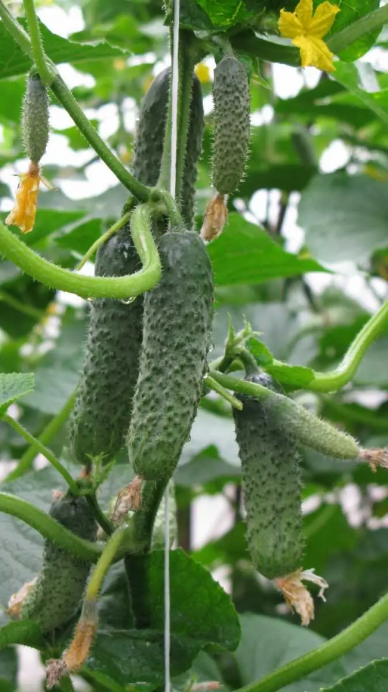 Насіння огірка Пасалімо F1, 10 шт, Syngenta, Голандія, Насіння Pro seeds 2