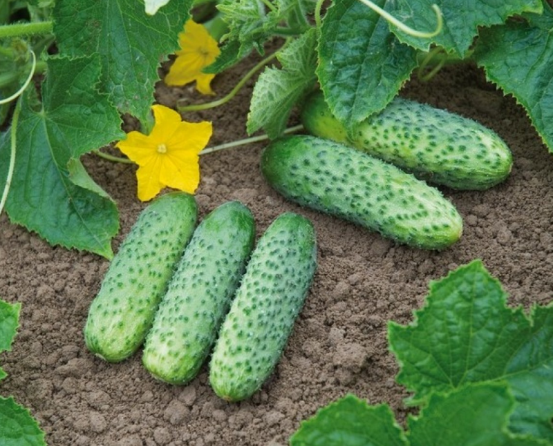 Насіння огірка Пасамонте F1, 10 шт, Syngenta, Голандія, Насіння Pro seeds 3