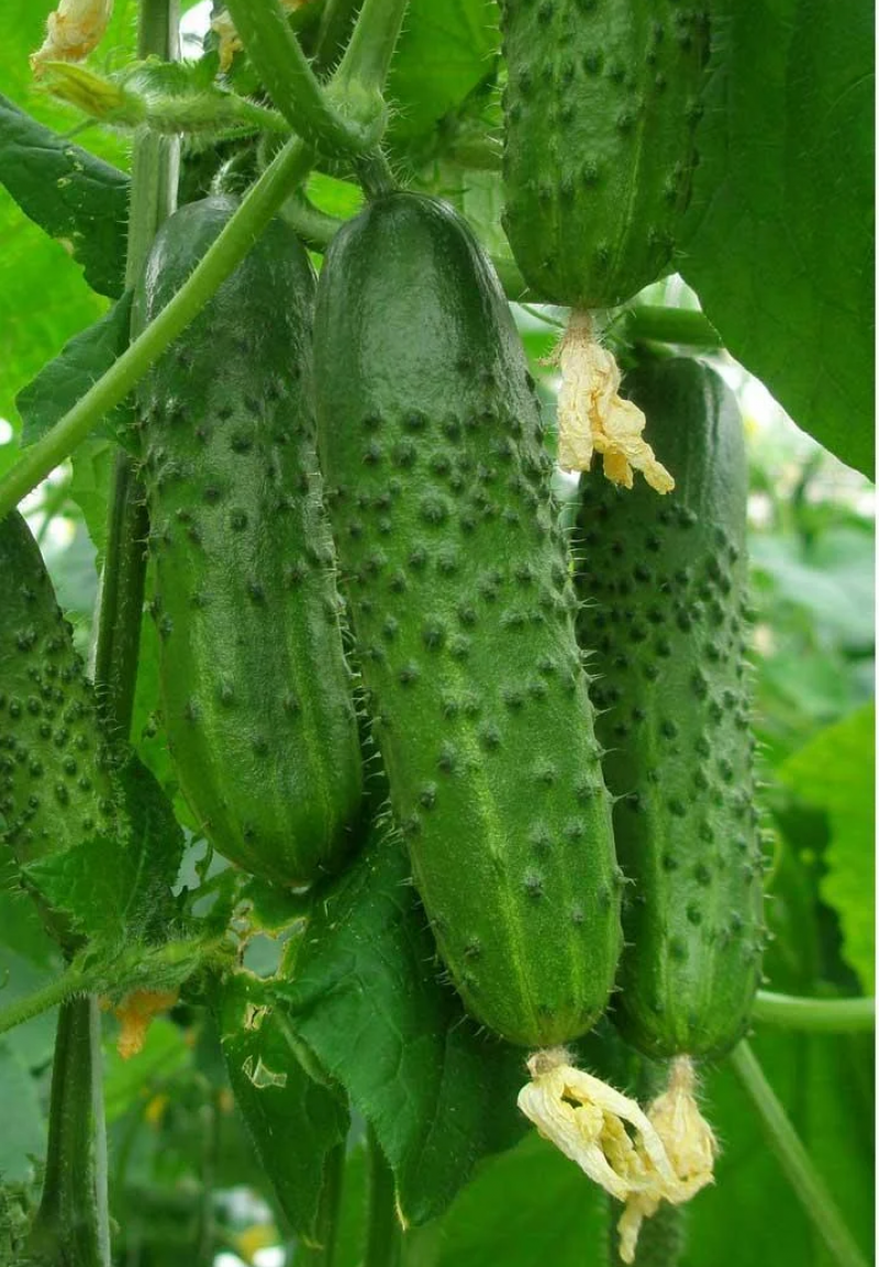 Насіння огірка Пасамонте F1, 10 шт, Syngenta, Голандія, Насіння Pro seeds 4