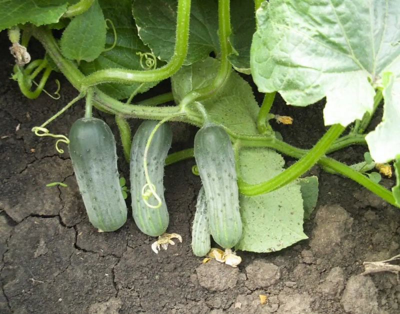 Насіння огірка Пуччіні F1, 10 шт, Rijk Zwaan, Голландія, Насіння Pro seeds 2