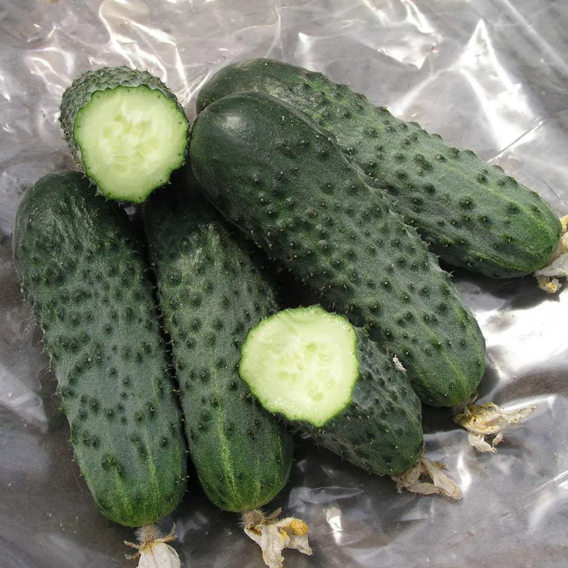 Насіння огірка Сатіна F1, 10 шт, Nunhems, Голандія, Насіння Pro seeds 2