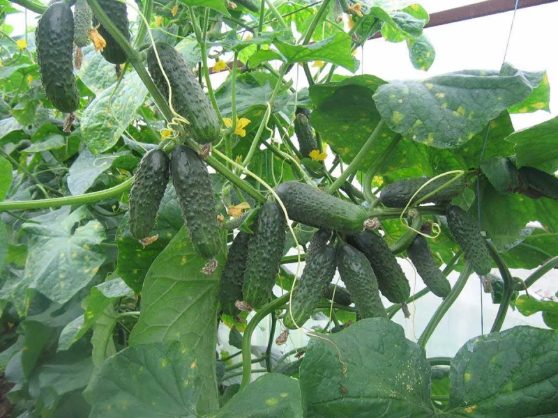 Насіння огірка Сатіна F1, 10 шт, Nunhems, Голандія, Насіння Pro seeds 4