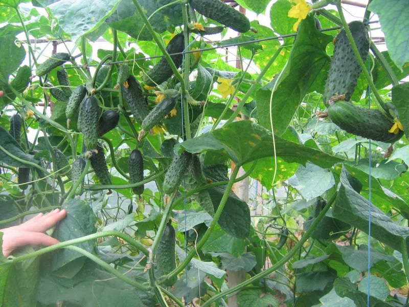 Насіння огірка Сатіна F1, 10 шт, Nunhems, Голандія, Насіння Pro seeds 3