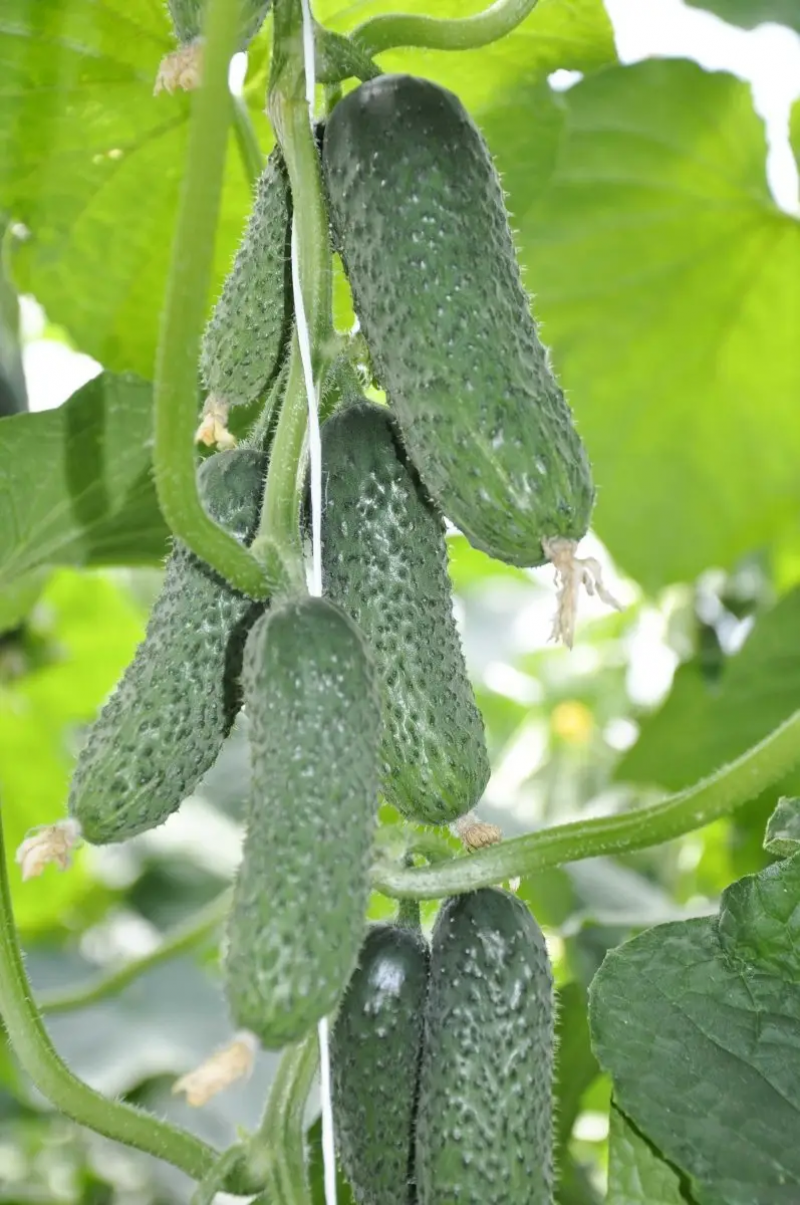 Насіння огірка Чайковський F1, 10 шт, Rijk Zwaan, Голландія, Насіння Pro seeds 2