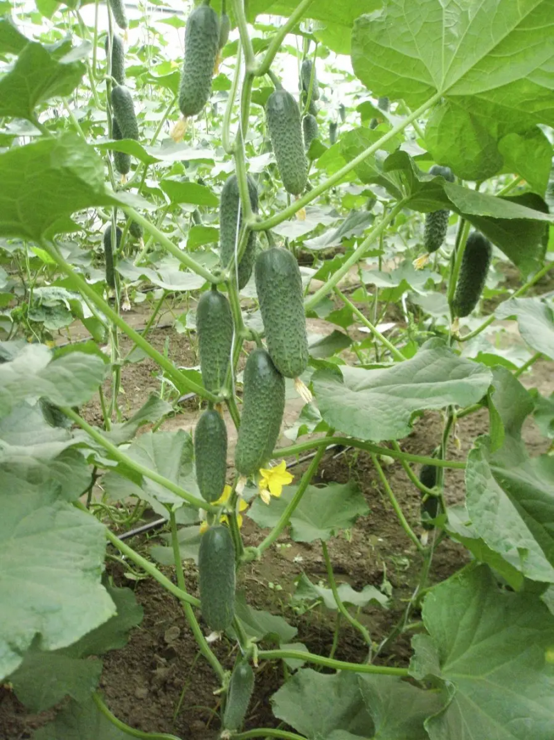 Насіння огірка Чайковський F1, 10 шт, Rijk Zwaan, Голландія, Насіння Pro seeds 3