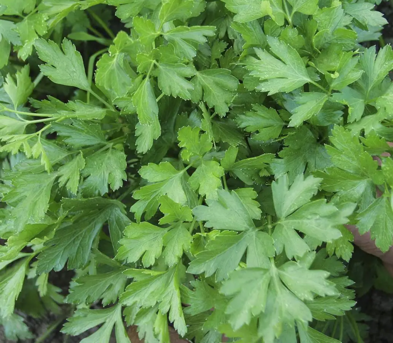 Насіння петрушки Гігант де Італія, 20 г, Tezier, Франція, Професійне насіння 2