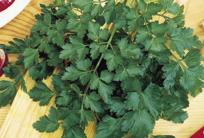 Насіння петрушки Гігант де Італія, 20 г, Tezier, Франція, Професійне насіння 3