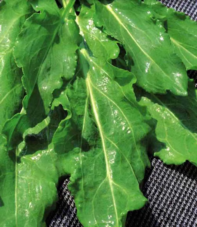 Семена щавеля Бельвильский, 1 г, Hem, Голландия, Професійне насіння 2