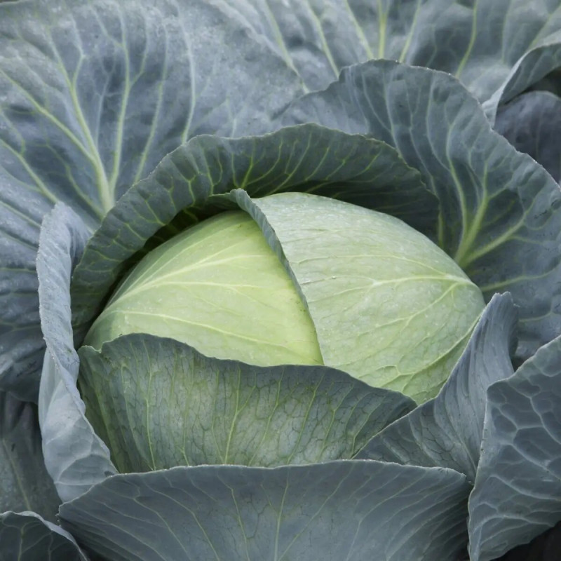 Насіння капусти Саксесор F1, 20 шт, Syngenta, Голландія, Професійне насіння 2