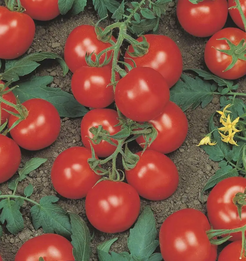 Насіння томату Річі F1, 0.05г, Bejo, Голландія, Професійне насіння 2