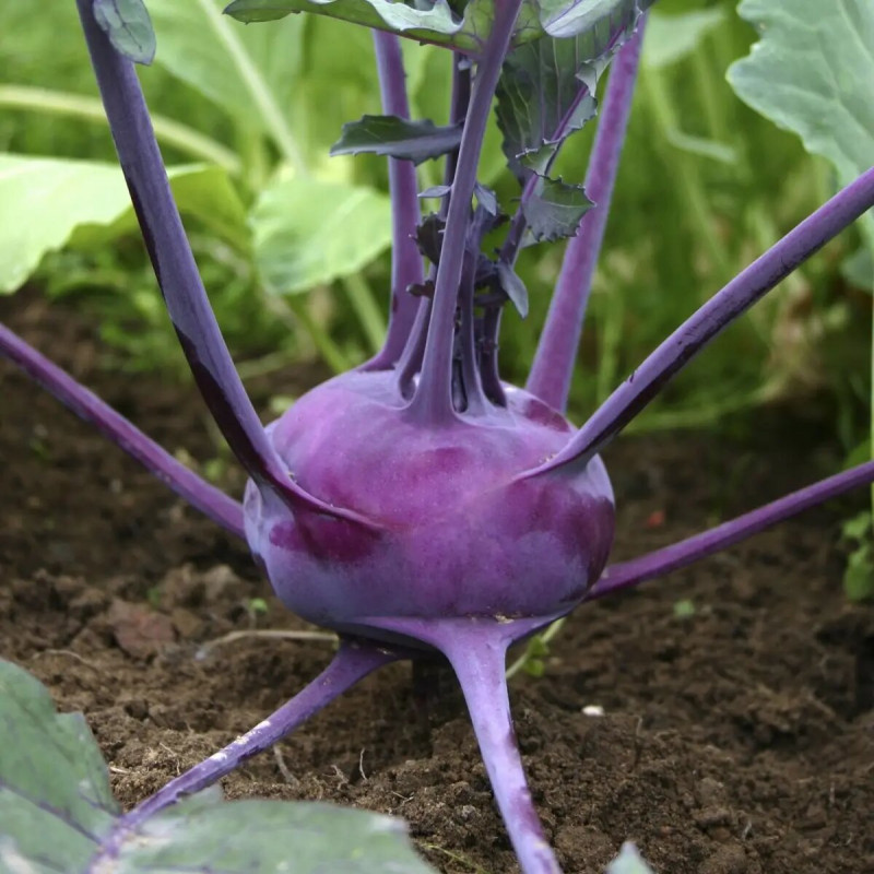 Насіння капусти кольрабі Колібрі F1, 20 шт, Bejo, Голландія, Професійне насіння 2