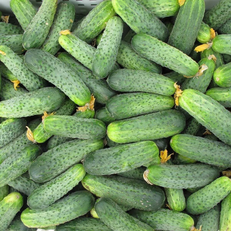 Насіння огірка Аякс F1, 50 шт, Nunhems, Голландія, Професійне насіння 3