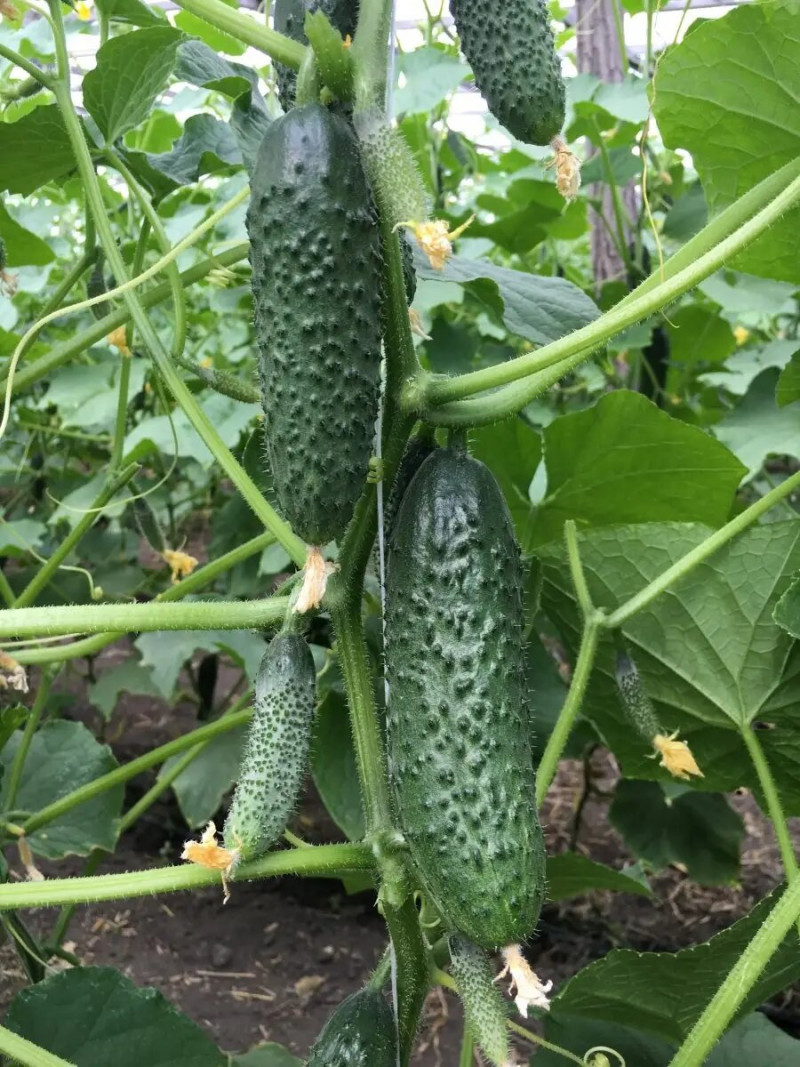 Насіння огірка Бйорн F1, 10 шт, Enza Zaden, Нідерланди, Професійне насіння 2