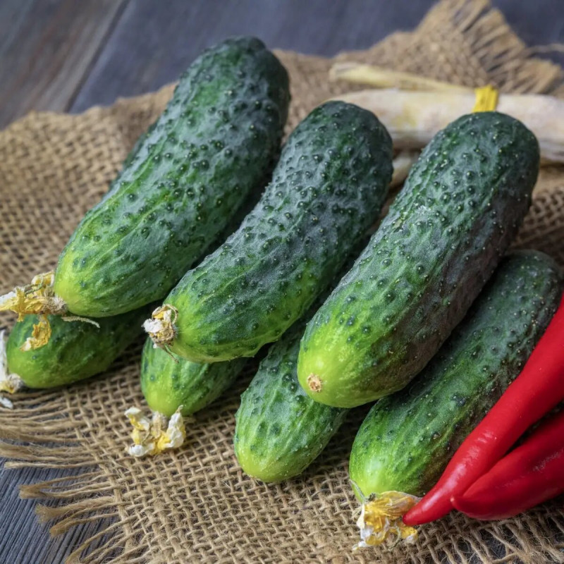 Насіння огірка Лист F1 10 шт, Rijk Zwaan, Голландія, Професійне насіння 2