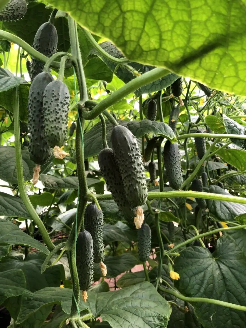 Насіння огірка Ромара F1, 10 шт, Rijk Zwaan, Голландія, Професійне насіння 3