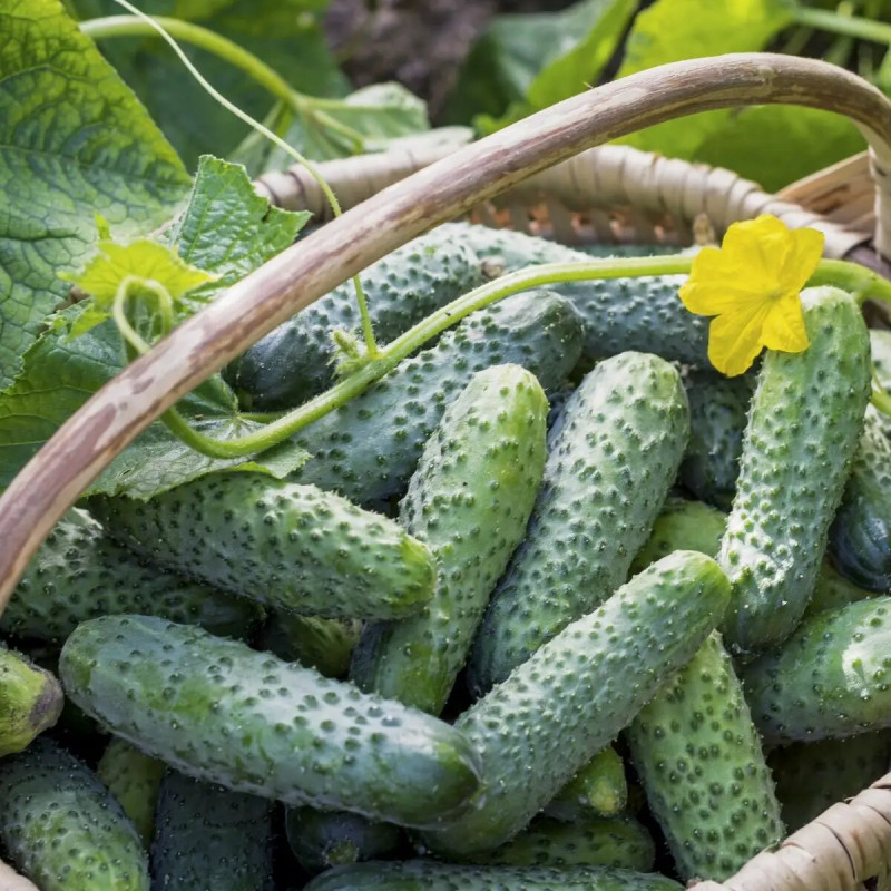 Насіння огірка Саунд F1, 10 шт, Rijk Zwaan, Голландія, Професійне насіння 2