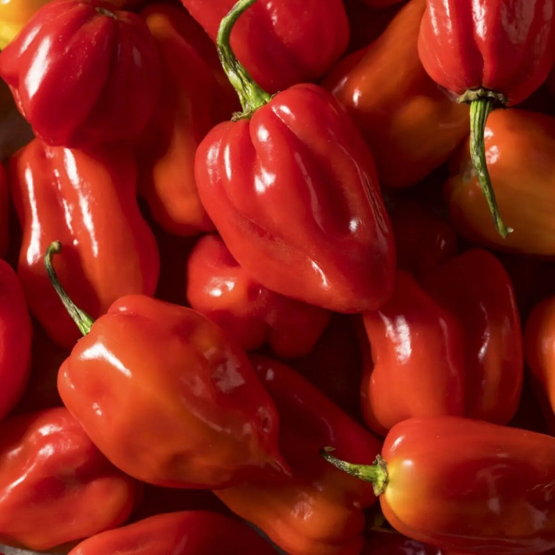 Насіння перцю Хабахот F1, 8 шт, United Genetics, Італія, Професійне насіння 2