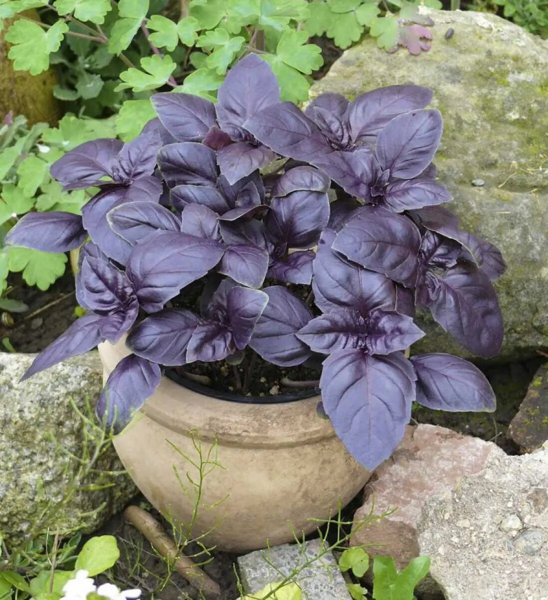 Насіння базиліка Червоний Рубін, 0,3 г, Hem, Голландія, Професійне насіння 2