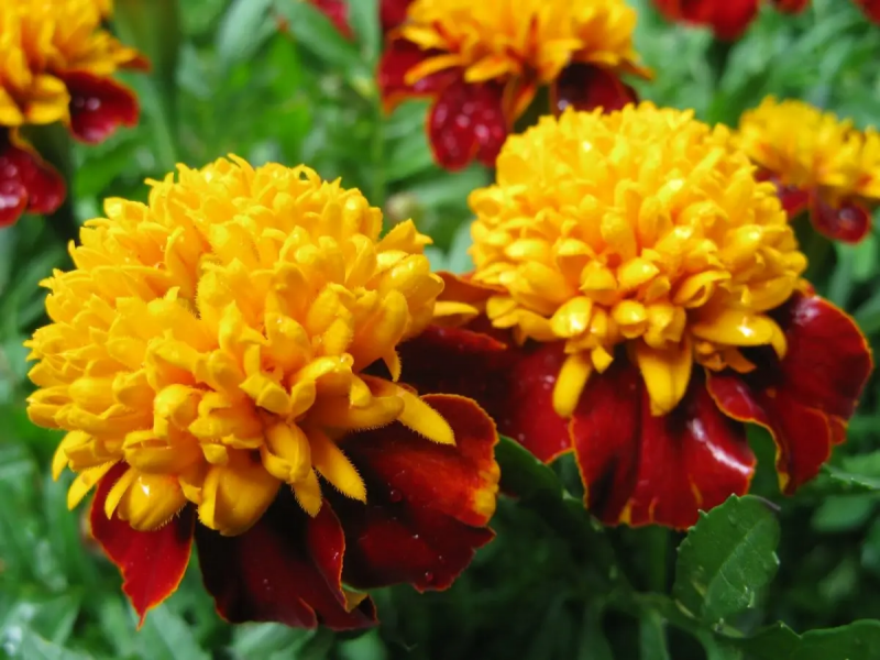 Насіння чорнобривців Тигрові очі, 0.5 г, Hem, Голландія, Професійне насіння 4