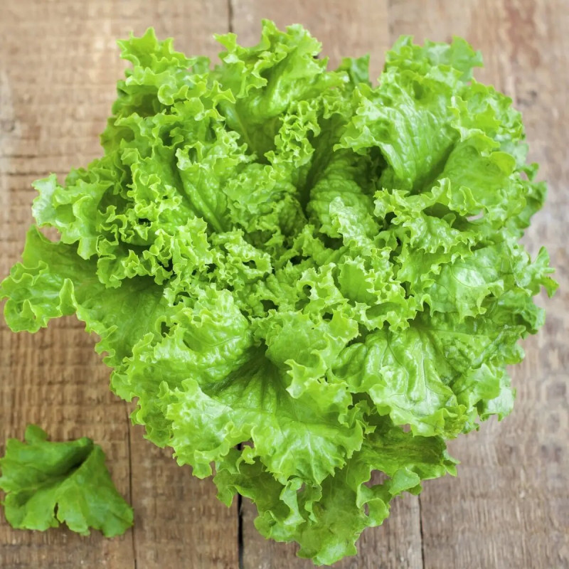 Насіння салату Сімпсон, 0.3 г, Hem, Голландія, Професійне насіння 2