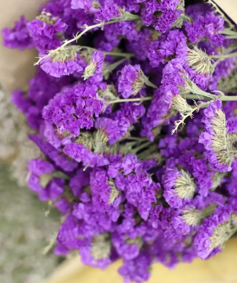 Насіння статиці виїмчатої Пурпурний атракціон, 0.1 г, Hem, Голландія, Професійне насіння 2