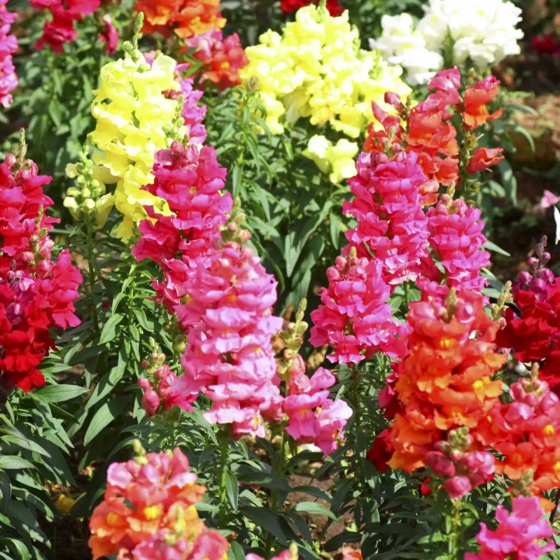 Насіння ротиків Веселка суміш, 0.2 г, Hem, Голландія, Професійне насіння 2