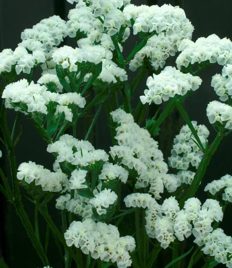 Насіння статіці виїмчатої Айсберг, 0.1 г, Hem, Голландія, Професійне насіння 3