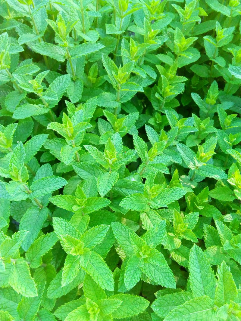 Набір насіння лікарських трав Імунітет Seedera, 1.5 г 4