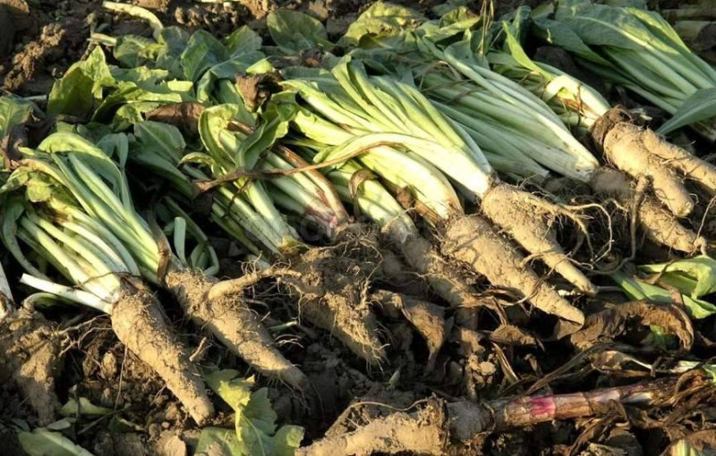 Набор семян лекарственных трав Сердечный Seedera, 2.5 г 6