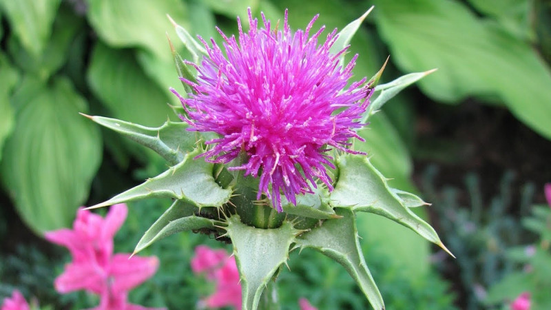 Набор семян лекарственных трав Желудочный Seedera, 1.5 г 5