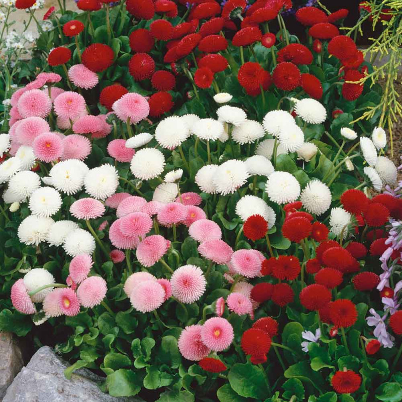 Набір насіння для клумб Шалена пристрасть Seedera, 1.6 г 3